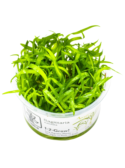Sagittaria subulata 1-2-Grow!