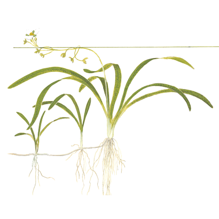 Sagittaria subulata 1-2-Grow!