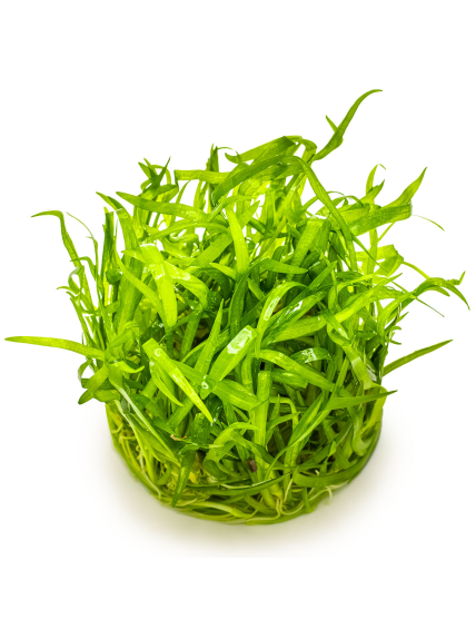 Sagittaria subulata 1-2-Grow! 2