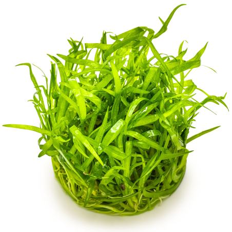 Sagittaria subulata 1-2-Grow!