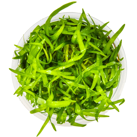 Sagittaria subulata 1-2-Grow!