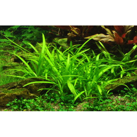 Sagittaria subulata 1-2-Grow!