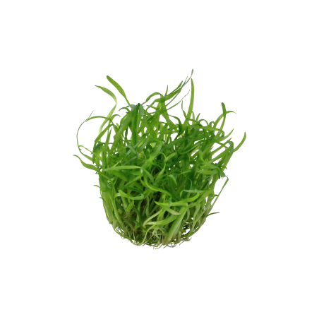 Sagittaria subulata 1-2-Grow!