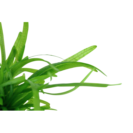 Sagittaria subulata 1-2-Grow!
