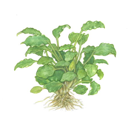 Schismatoglottis prietoi 1-2-Grow!