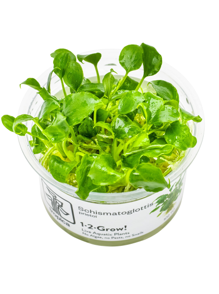 Schismatoglottis prietoi 1-2-Grow!