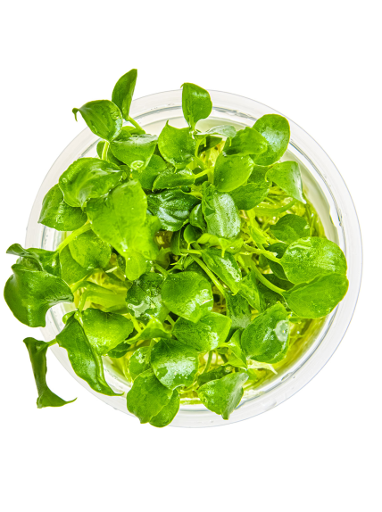 Schismatoglottis prietoi 1-2-Grow! 2