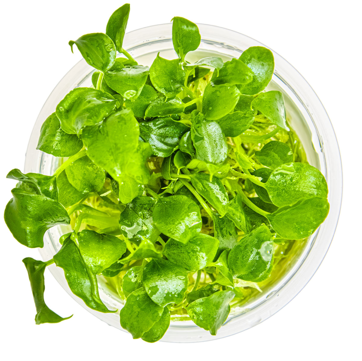 Schismatoglottis prietoi 1-2-Grow!