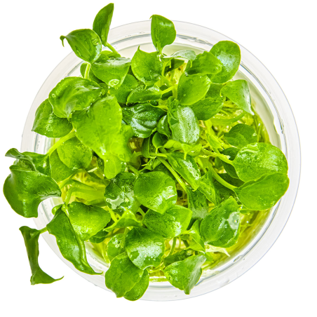 Schismatoglottis prietoi 1-2-Grow!