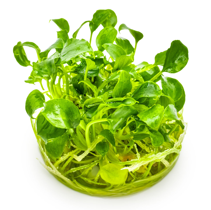 Schismatoglottis prietoi 1-2-Grow!