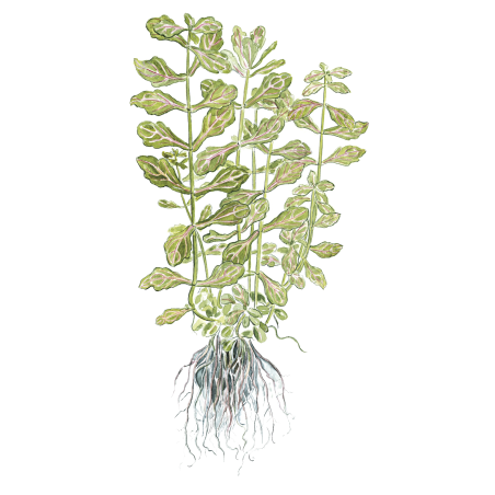 Shinnersia rivularis 'Weiss-Grun' en maceta