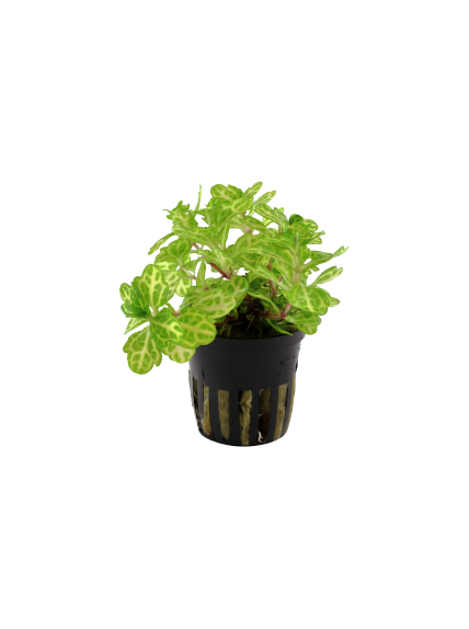 Shinnersia rivularis 'Weiss-Grun' en maceta