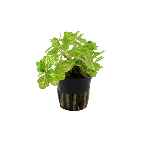 Shinnersia rivularis 'Weiss-Grun' en maceta