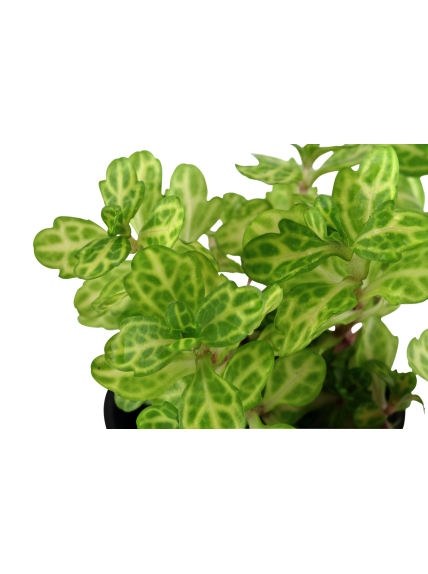 Shinnersia rivularis 'Weiss-Grun' en maceta 2