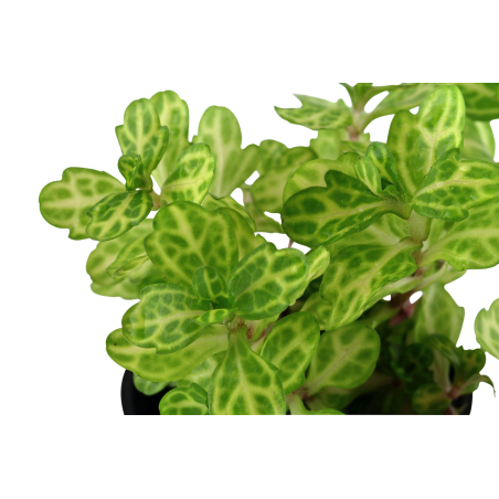 Shinnersia rivularis 'Weiss-Grun' en maceta