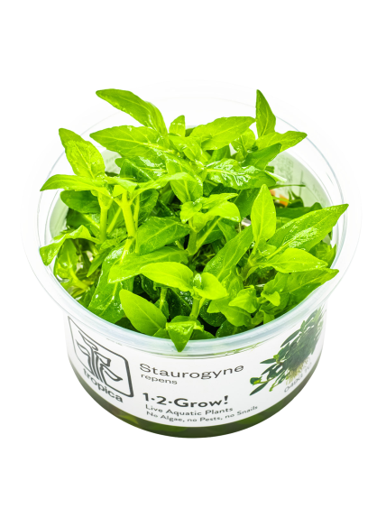 Staurogyne repens 1-2-Grow!