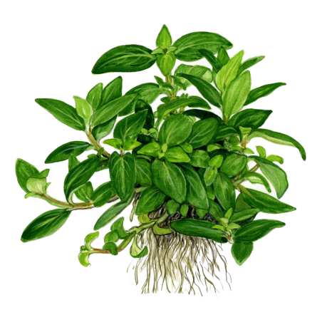 Staurogyne repens 1-2-Grow!