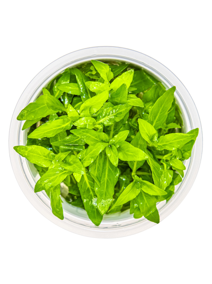 Staurogyne repens 1-2-Grow! 2