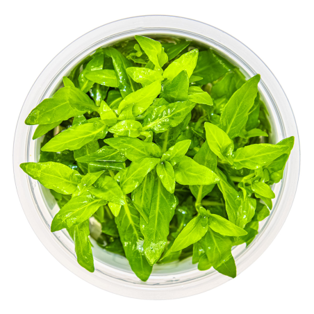 Staurogyne repens 1-2-Grow!