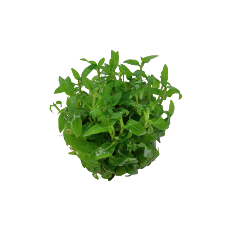 Staurogyne repens 1-2-Grow!