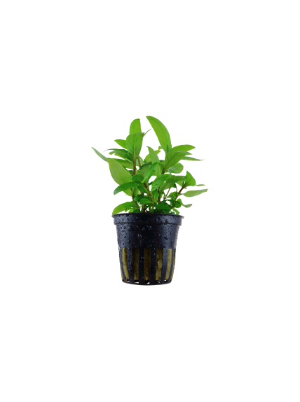 Staurogyne repens en maceta