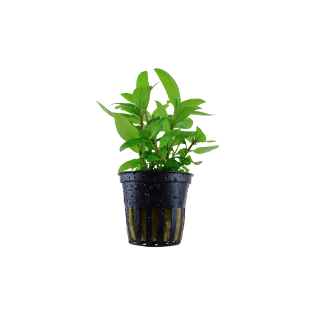 Staurogyne repens en maceta