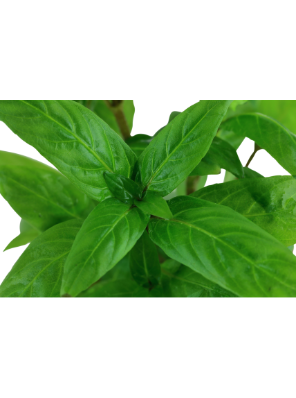 Staurogyne repens en maceta 2