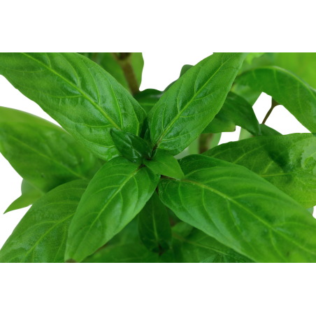 Staurogyne repens en maceta