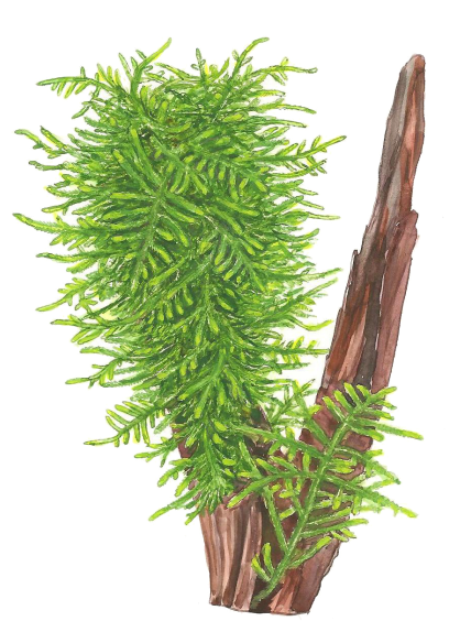 Taxiphyllum 'Spiky' - Envase porción 2