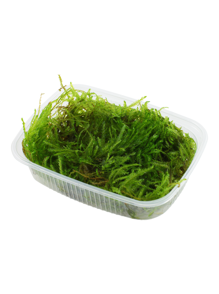 Taxiphyllum 'Spiky' - Envase porción