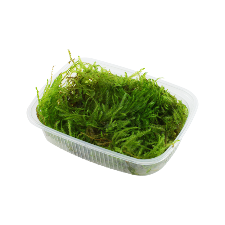 Taxiphyllum 'Spiky' - Envase porción