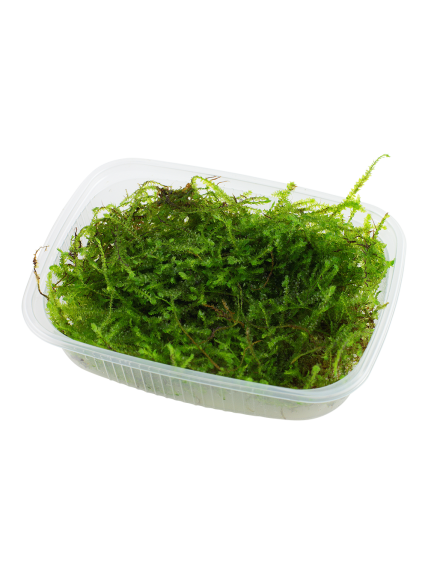 Taxiphyllum barbieri 'Bogor Moss' (Antiguo Java Moss) - Envase porción