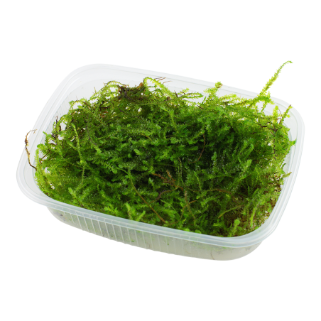 Taxiphyllum barbieri 'Bogor Moss' (Antiguo Java Moss) - Envase porción