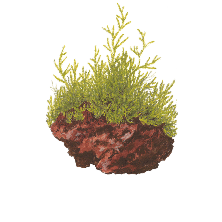 Taxiphyllum barbieri 'Bogor Moss' (Antiguo Java Moss) - Envase porción