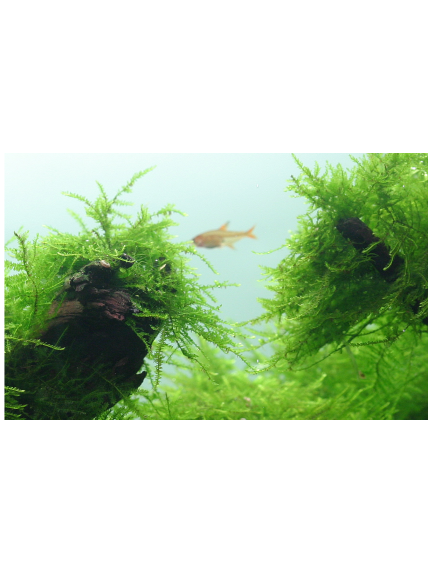 Taxiphyllum barbieri 'Bogor Moss' (Antiguo Java Moss) - Envase porción 2