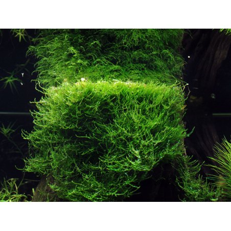 Taxiphyllum barbieri 'Bogor Moss' (Antiguo Java Moss) - Envase porción