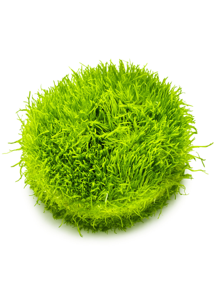 Utricularia graminifolia 1-2-Grow! 2