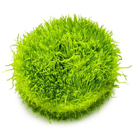 Utricularia graminifolia 1-2-Grow!