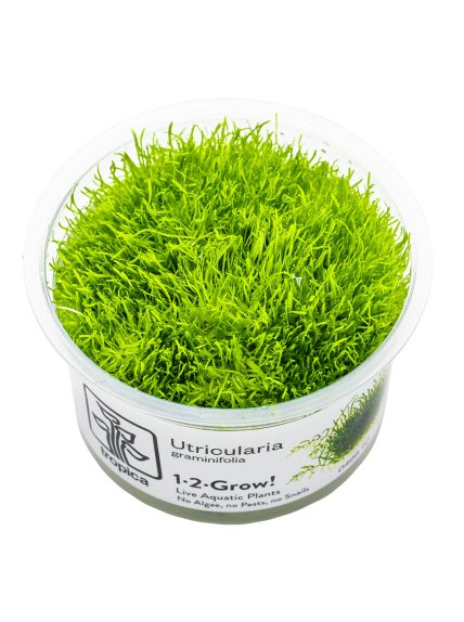 Utricularia graminifolia 1-2-Grow!