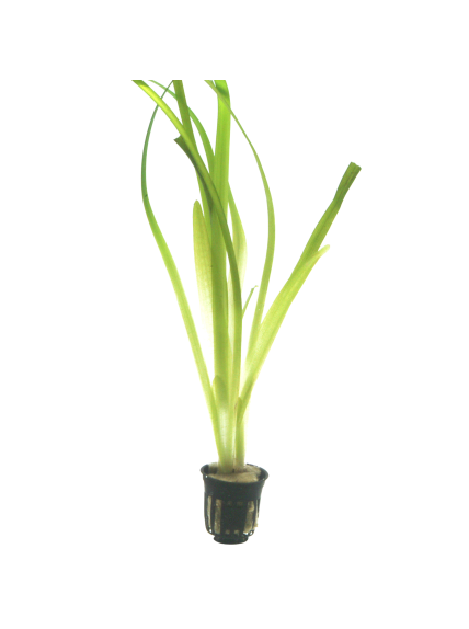 Vallisneria americana 'Gigantea' en maceta