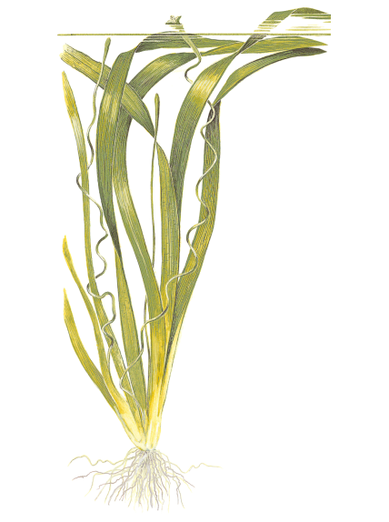 Vallisneria americana 'Gigantea' en maceta 2