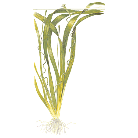 Vallisneria americana 'Gigantea' en maceta