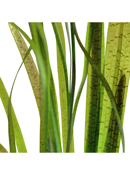 Vallisneria spiralis 'Tiger' en maceta 2