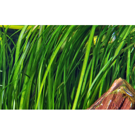 Vallisneria spiralis 'Tiger' en maceta