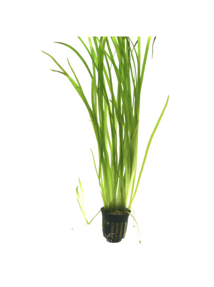 Vallisneria spiralis 'Tiger' en maceta