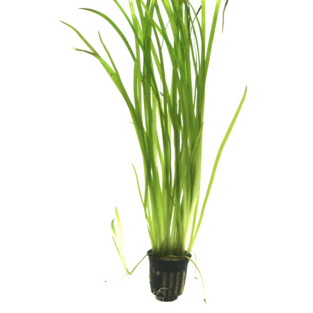 Vallisneria spiralis 'Tiger' en maceta