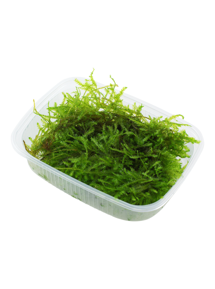 Vesicularia dubyana 'Christmas moss' - Envase porción