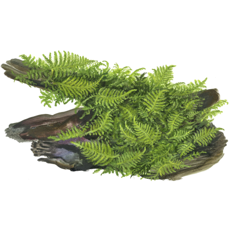 Vesicularia dubyana 'Christmas moss' - Envase porción