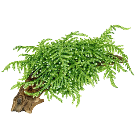 Vesicularia ferriei 'Weeping moss' - Envase porción