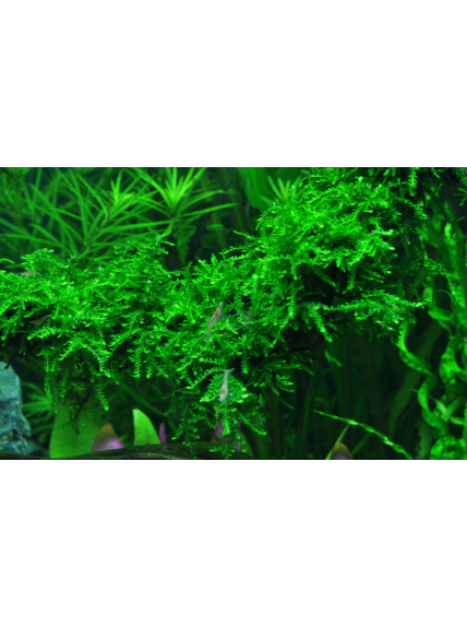 Vesicularia ferriei 'Weeping moss' - Envase porción 2